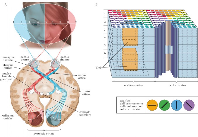 Ricerche scientifiche sul Visual Training